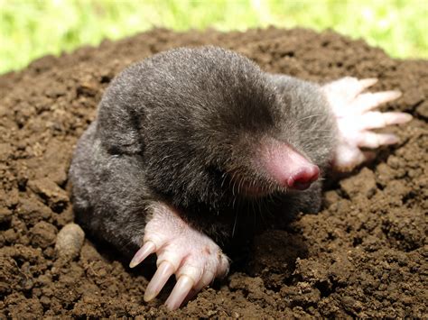 Mole 